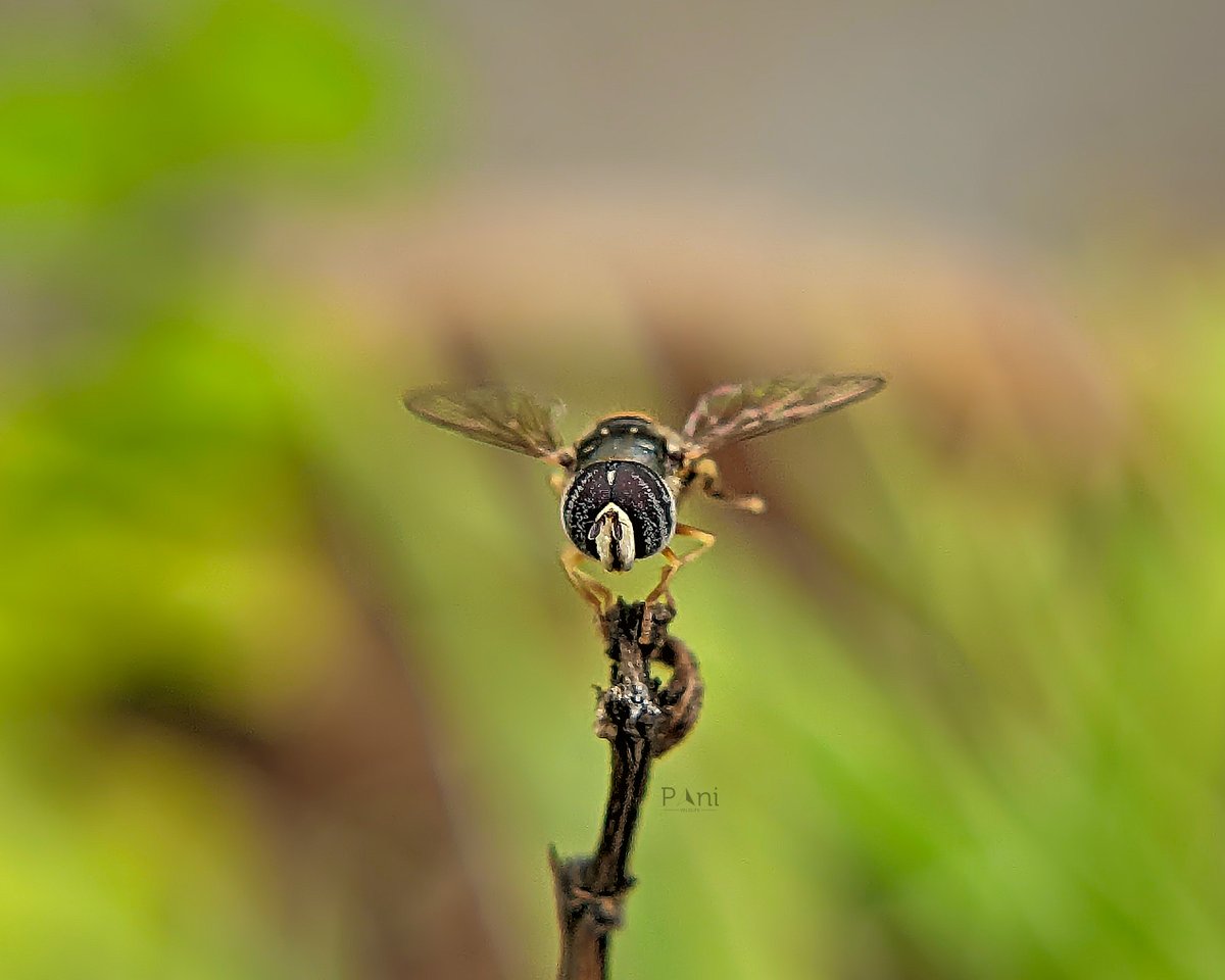 Grass Skimmer Fly Hovering flight: One of their most notable characteristics is their ability to hover in mid-air, similar to hummingbirds. This allows them to feed on nectar from flowers. @IndiAves @Avibase #Hoverfly #FlyPhotography #MacroInsects #Entomology #Macro