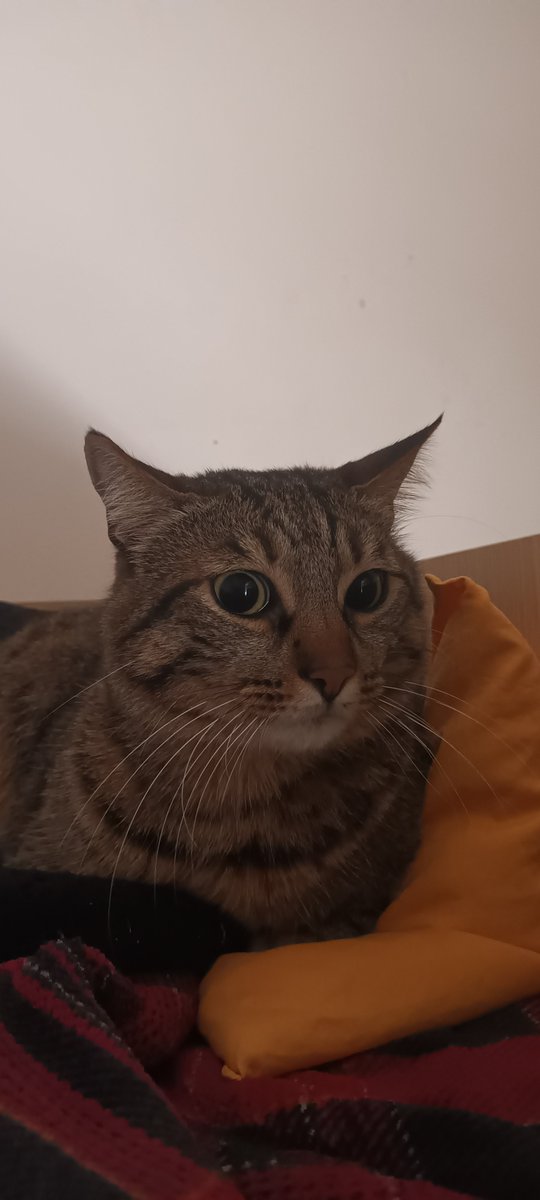 catbop tweet media