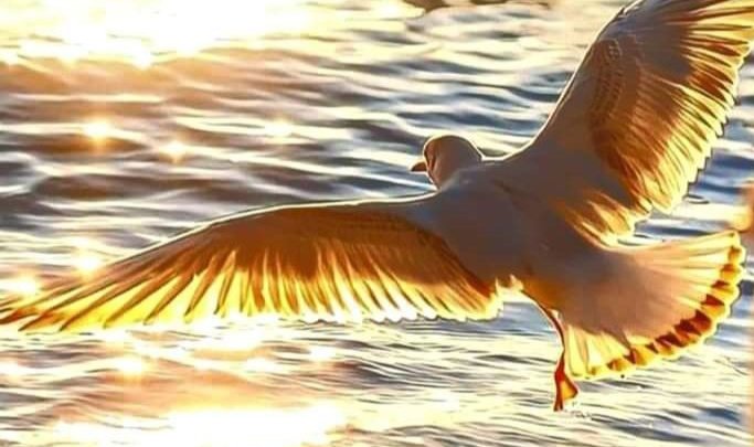 Tahir Iqbal tweet media