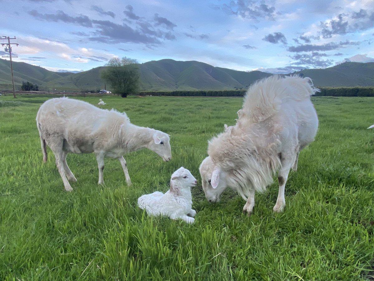 Citrus Cattle Co. 🍊🥩 tweet media