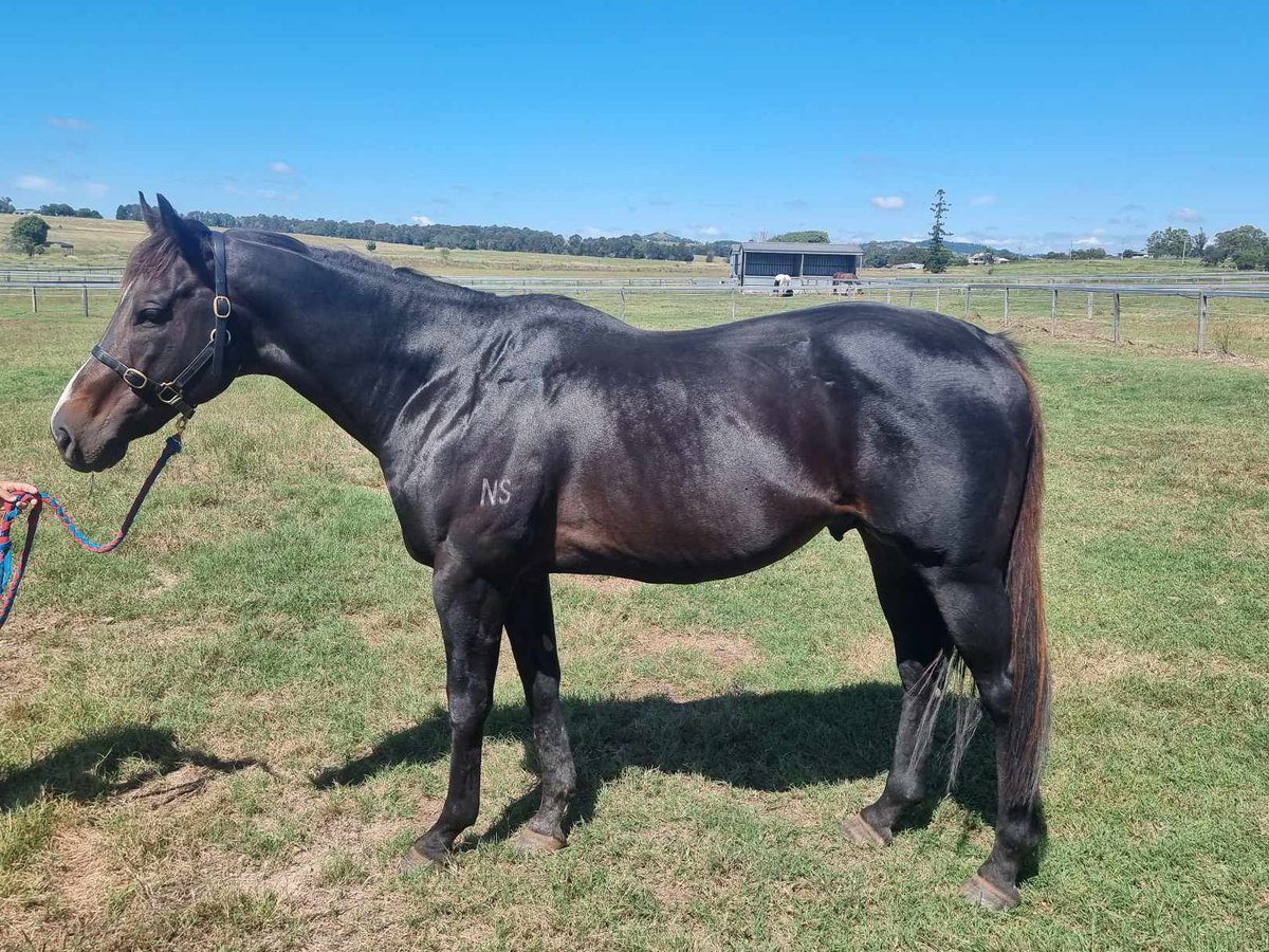LParkstud's tweet image. To say after our first visit with Sassy, we are extremely excited, would be a massive understatement
She is amazing looking in person. you can tell she is the daughter of a champion. We honestly could not be happier, she really took our breath away today. She extremely healthy.