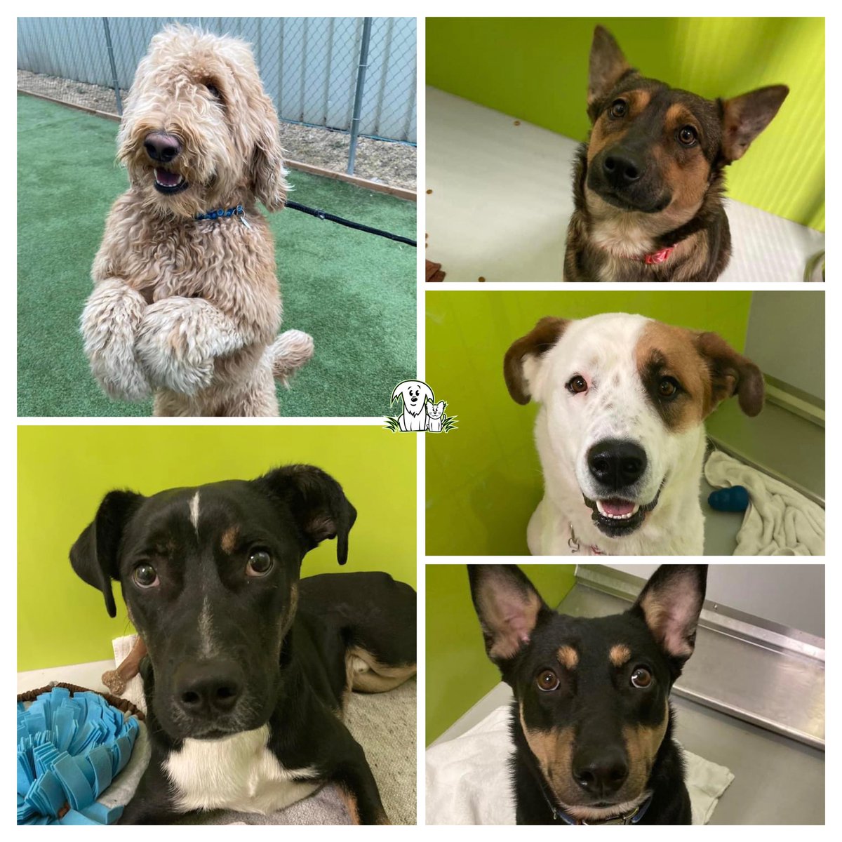 Meet some of the new guests at AARCS! 🐾 Clockwise from bottom left, we have Clayton, Peppo, Nylah, Carl, and Pia. 💜 All of them are in need of foster homes, until they’re ready for adoption! Head to aarcs.ca/foster to get involved!