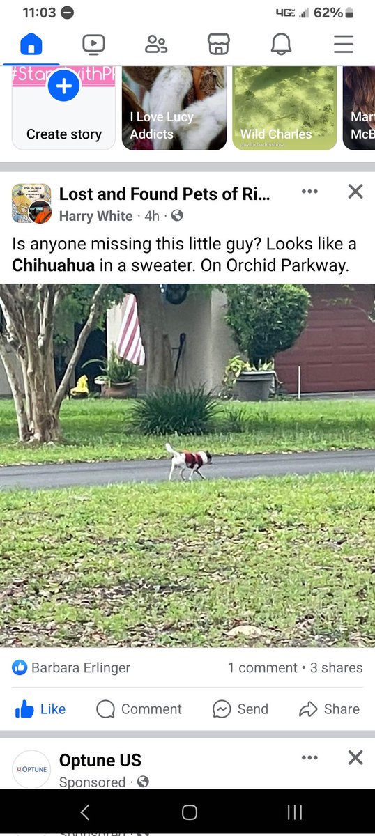 Anyone missing a little chihuahua in a sweater in Florida? I'm gonna try to boost this by typing #Florida #FloridaVictorious #Florida4Women #RonDeSantis #lostandfoundpets #lostdog