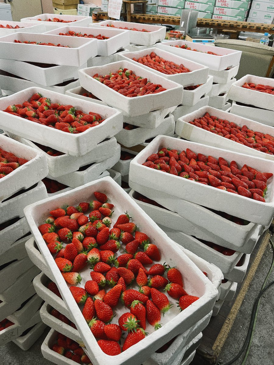 大量♡いちごいっぱいとれたよ🍓　#いちご　#産地直送通販