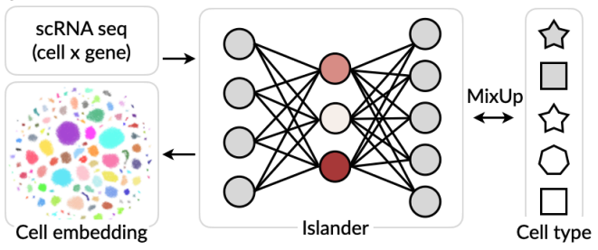 hcwww_'s tweet image. What makes a good cell embedding🧬? Is a higher score always better? Not quite! In this new preprint with @Jure &amp;amp; #Aviv, we ... [1/3] 

biorxiv.org/content/10.110…