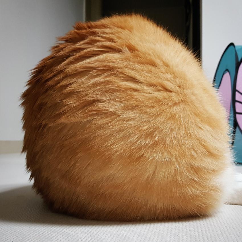 우리집고양이 tweet media