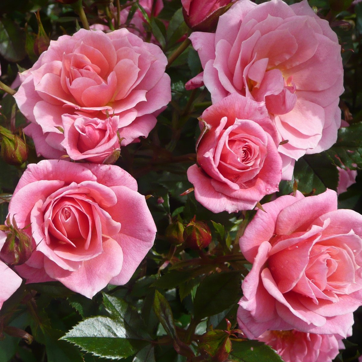 Happy #RoseWednesday everyone. 
#RoseADay #gardening #GardeningTwitter