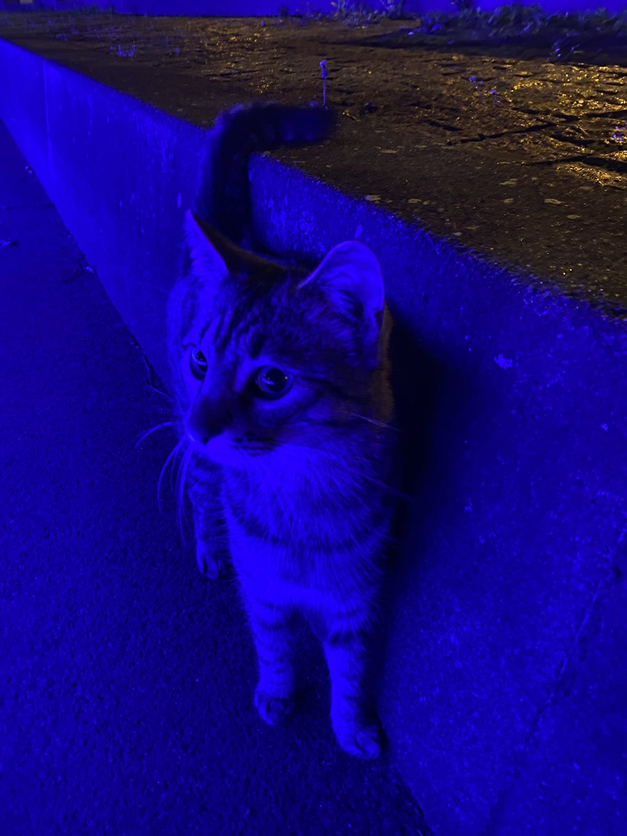 Vermisst jemand diese Katze? Weißt jemand wo ihre Familie ist und wo sie liebt? Erich-Ollenhauer-promenade, Darmstadt 
#vermisstekatze #katzenvermisst #missingcat #Katze #cat