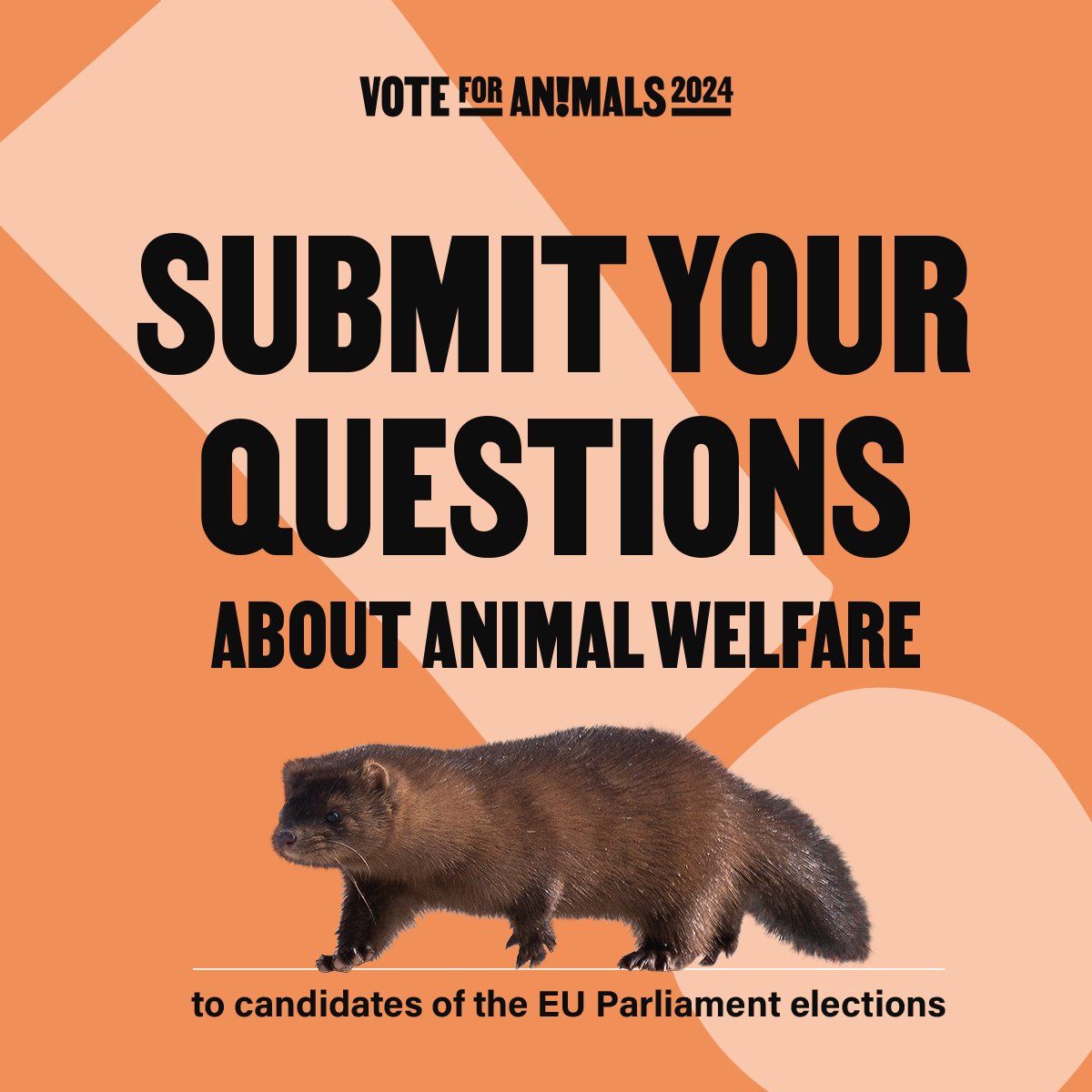 Do you have a question about #animalwelfare topics for the #EUelections2024 candidates? Send it to us by 8 April: 📩 send us a DM 💬 leave a comment The candidates will respond during our session on 25 April which you can follow live. #VoteforAnimals