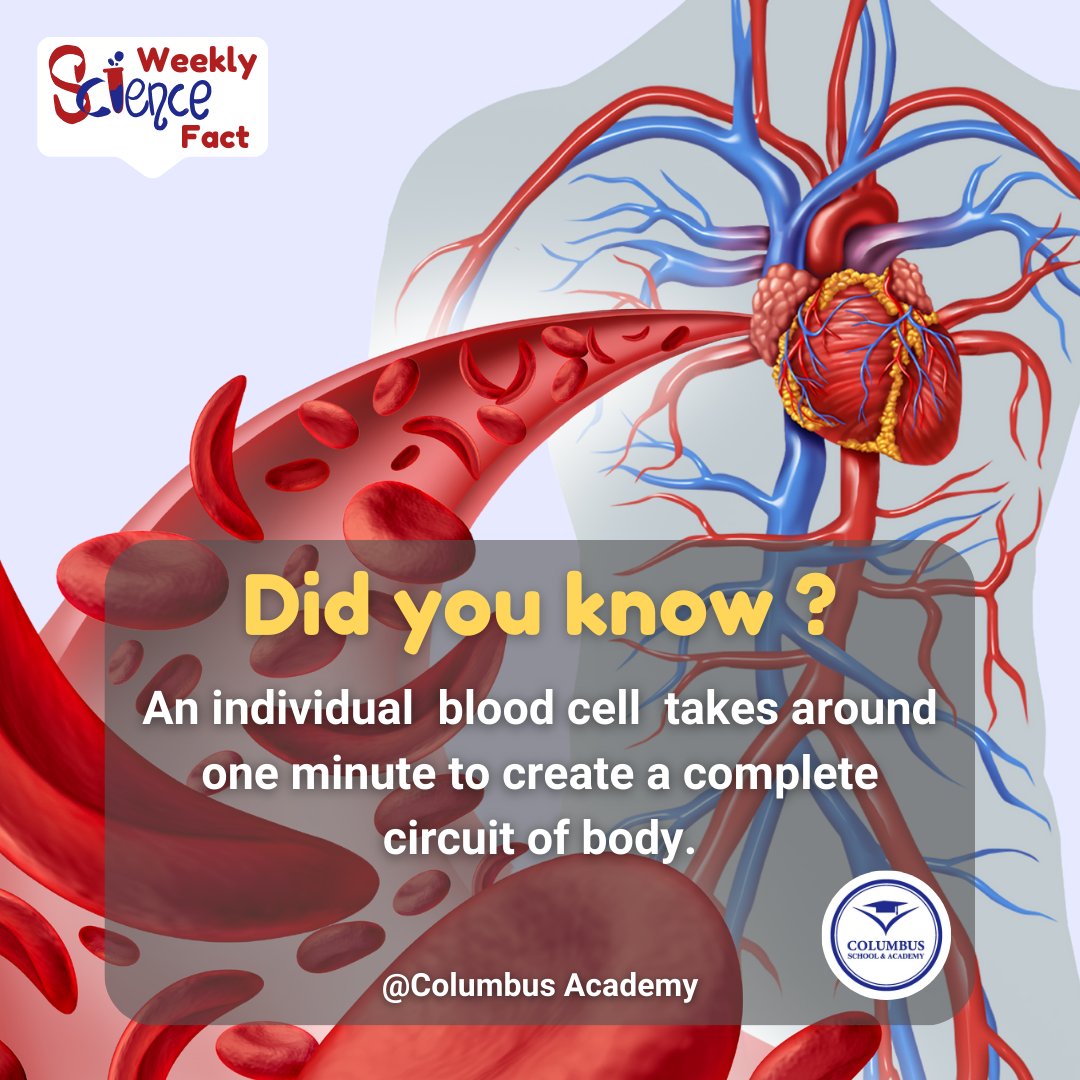 Columbus_Acad's tweet photo. That's right! 
For more details see description 
.
.
#BloodCellJourney #CirculatorySystem #HumanBodyWonders #HealthFacts #LifeEssentials #BodyMarvels #InnerWorkings #StayHealthy #BloodFlow #VitalityBoost #AmazingFacts #HealthJourney #CellularLife #BodyFunction #LifeCycle #Health https://t.co/ba57pzwVhE