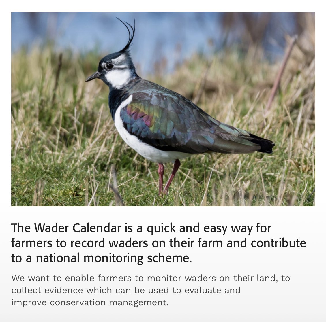 The new Farm Wader Calendar is now available to download from @_BTO wader hub - anybody who is working around waders this spring can take part in this straightforward survey to help us learn more about breeding birds bto.org/our-science/pr… @scottishfarmer @NFFNUK @NFUStweets