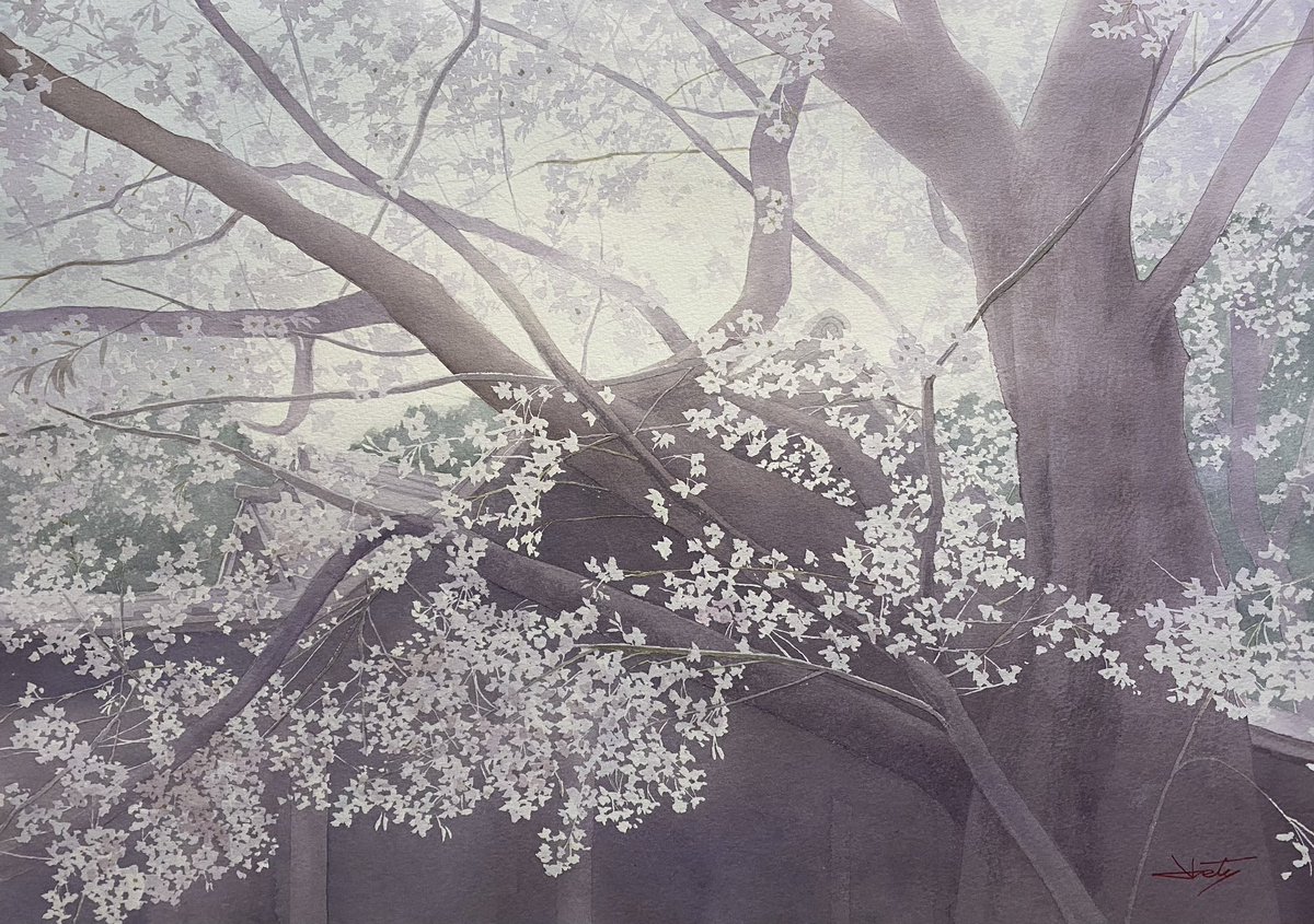Abe Toshiyuki  夢桜
Watercolor, 35x50cm, 2024

開催中のJWS展に展示しています。
丸善丸の内本店4階ギャラリー、9日まで