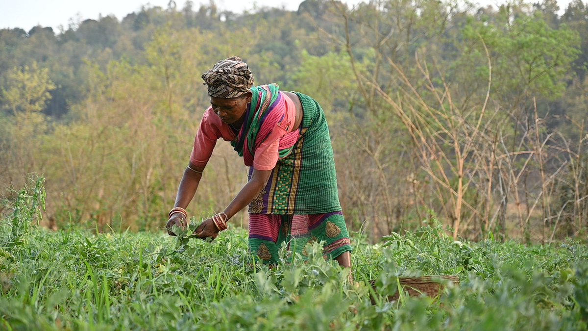 Odisha is promoting climate-resilient agriculture through rice fallow initiative -- here is how, explains Abhijit Mohanty downtoearth.org.in/blog/agricultu…