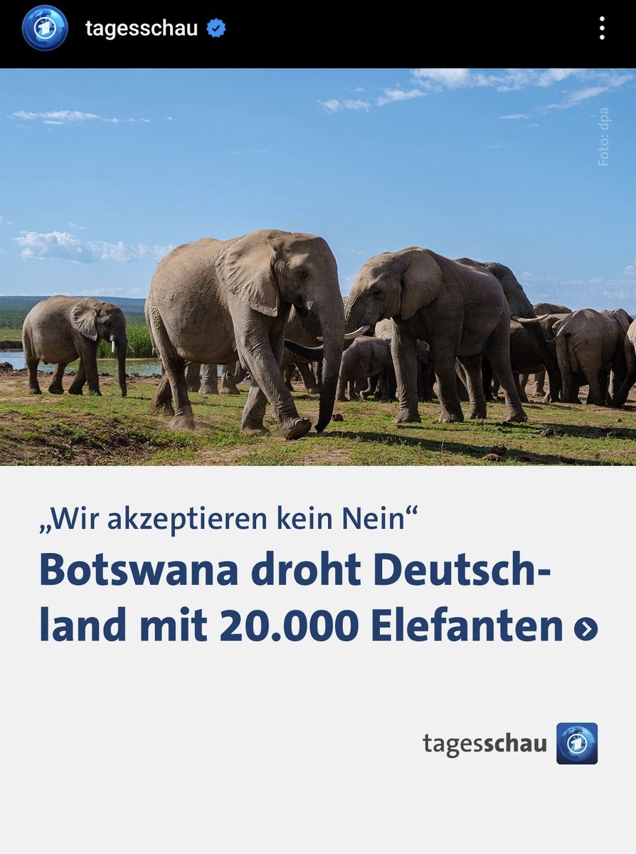 Stell dir vor so Stuttgart Schlossplatz auf dem Rasen so paar Elefanten am chillen wie hart würde das bitte gehen aber die Politik will mal wieder die einfache Bevölkerung am Boden sehen
