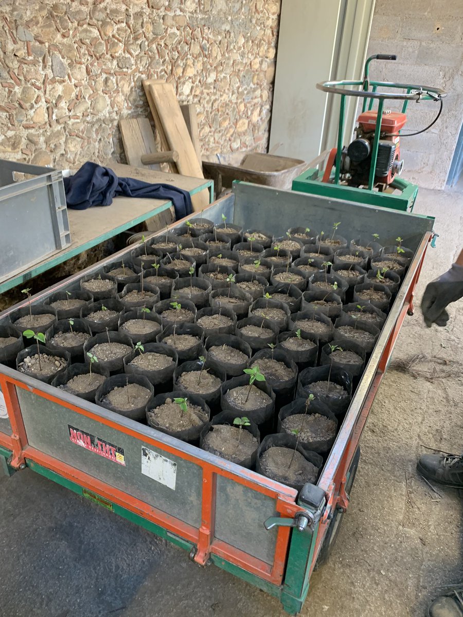 _Falbala's tweet image. Ce matin (trop dur 😉) tournage à la pépinière départementale pour le journal ! Présentation par nos jardiniers passionnés de 🌱 🪴🌿 résistantes au climat de + en + sec. La pépinière fournit les 226 communes du département 🙌
#ComInterne #Compublique #Agents 
#ServicePublic