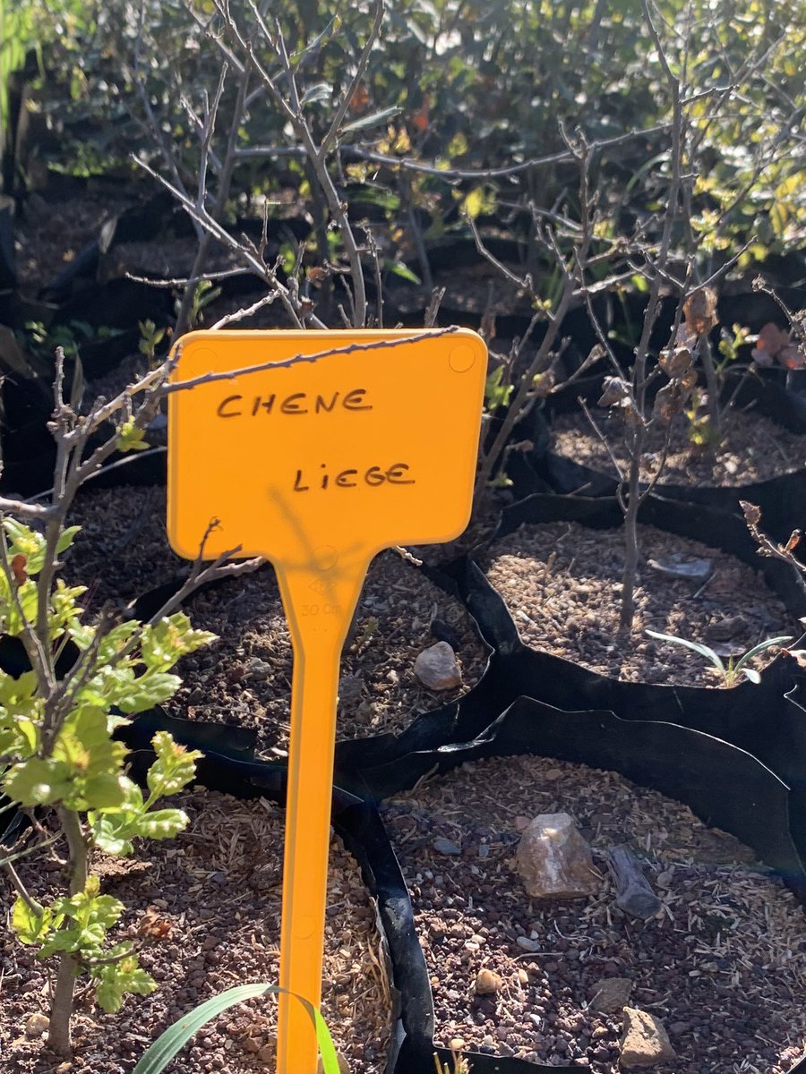 _Falbala's tweet image. Ce matin (trop dur 😉) tournage à la pépinière départementale pour le journal ! Présentation par nos jardiniers passionnés de 🌱 🪴🌿 résistantes au climat de + en + sec. La pépinière fournit les 226 communes du département 🙌
#ComInterne #Compublique #Agents 
#ServicePublic