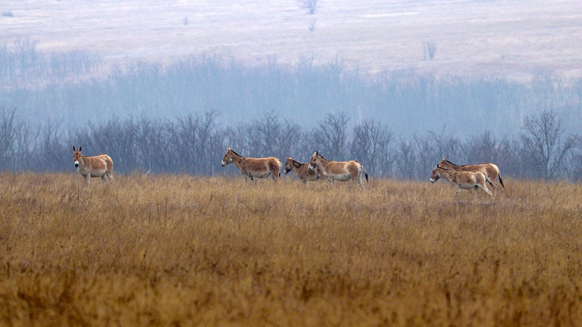 The kulans in the Budzhak #steppe🇺🇦 constitute the only wild herd of #kulan in Europe. With no other areas available to replenish the herd after the occupation of the Biosphere Reserve 'Askania-Nova', the natural growth of the herd is our only hope. 📷O.Bronskov #WildlifeComeback