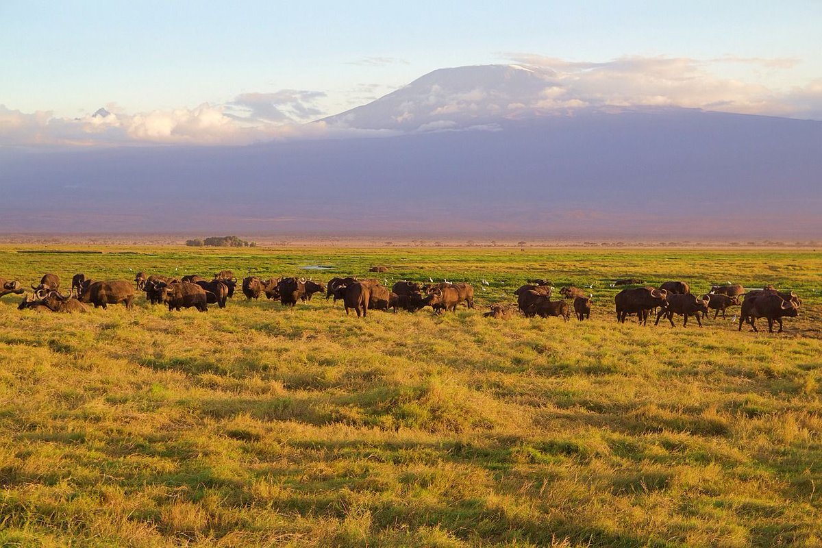 #AmaniToursMasaiMara  #DiscoverMasaiMara #SafariAdventure #ExploreWithAmani #WildlifeWonder #MasaiMaraMagic #AfricanSafariExperience buff.ly/3onqoJd