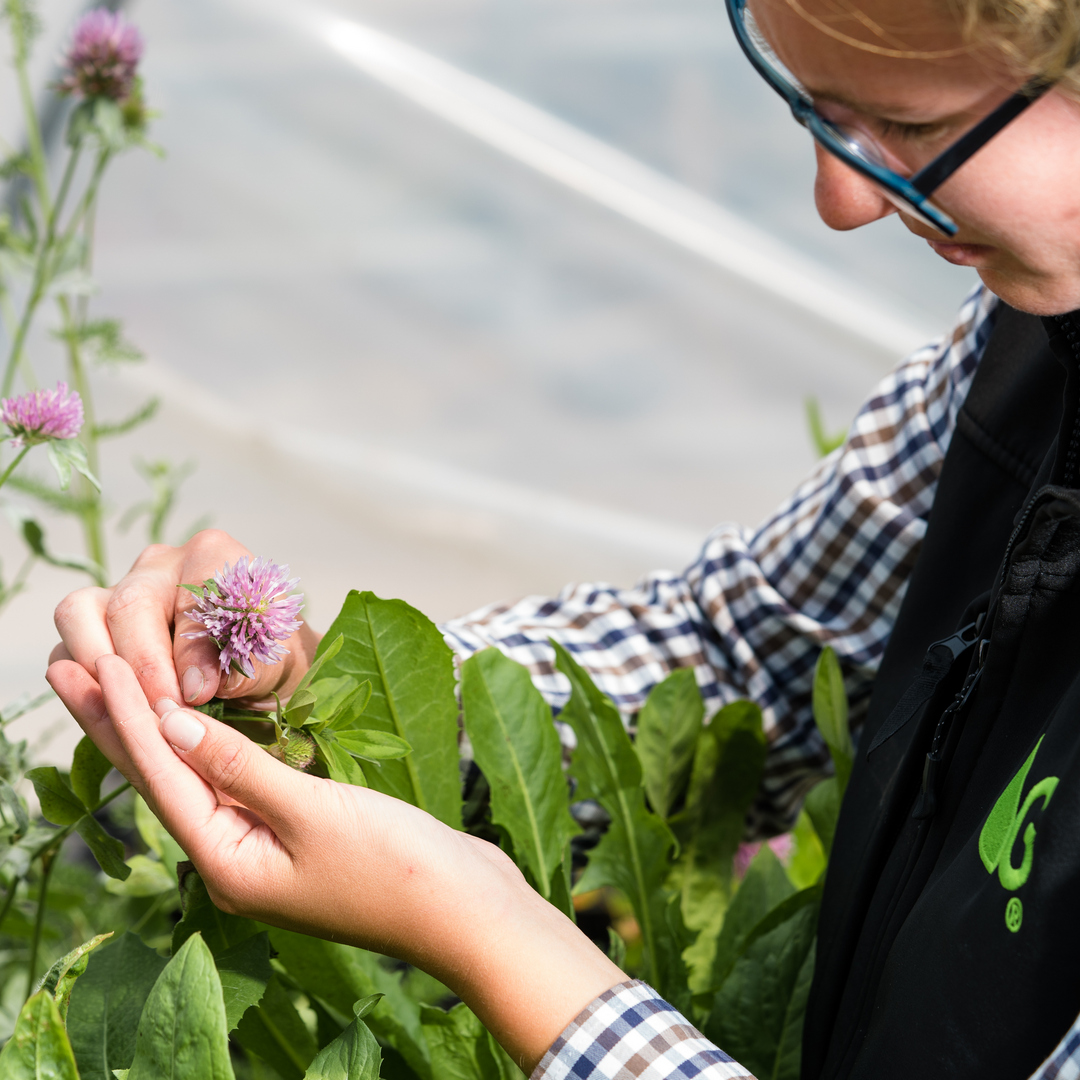 Backed by years of Germinal Horizon research and trials into multi-species and legumes, we can provide expertly formulated SFI mixtures for actions for soils (SAM), nutrient management (NUM), and integrated pest management (IPM). Find our SFI options here: germinal.com/sfi-2024-mixtu…