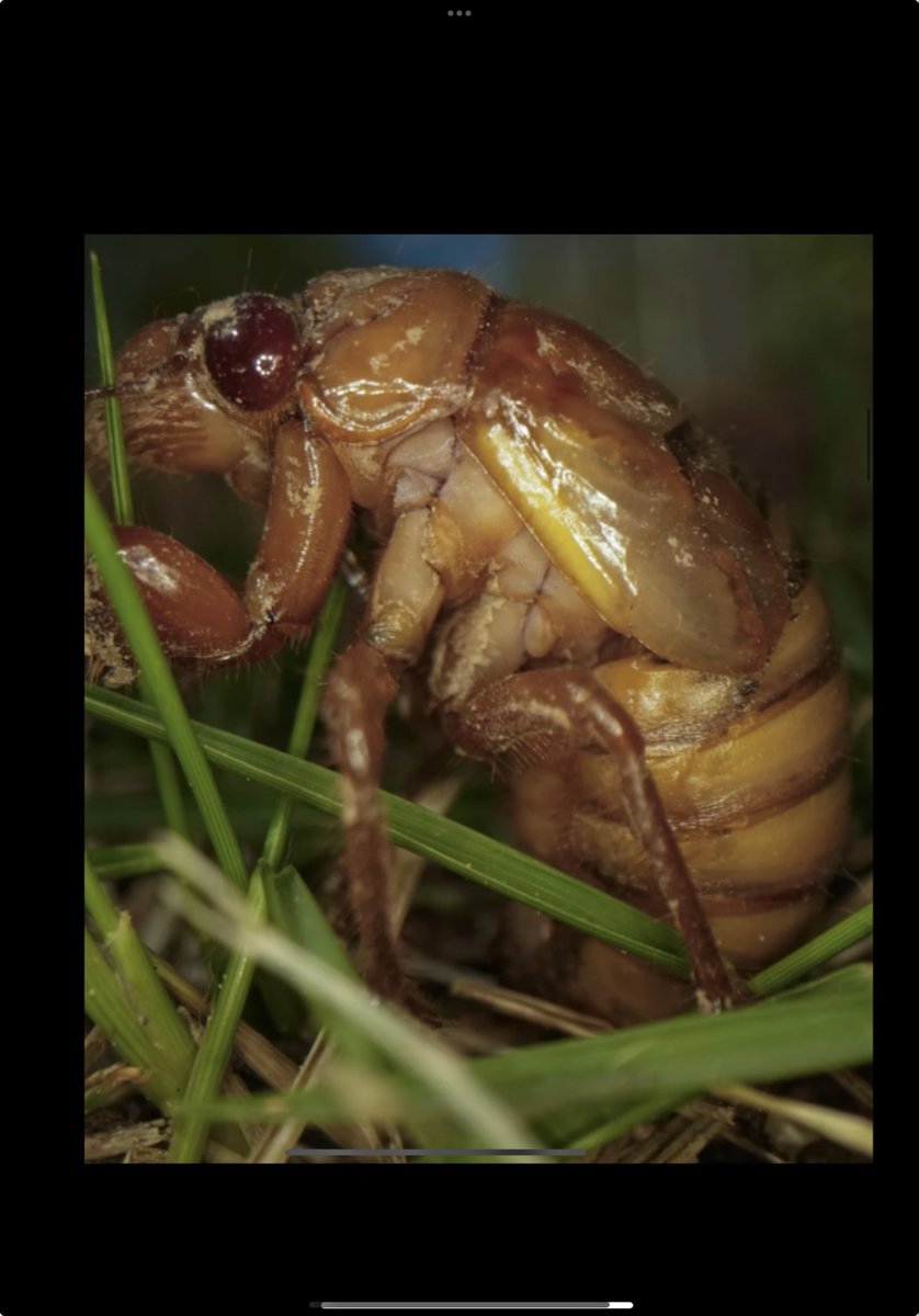 Billions, if not trillions, of two groups of noisy flying insects are expected to emerge from the underground in 17 U.S. states in April in a rare natural phenomenon not seen since 1803. CICADA APOCALYPSE 2024: The Historical Rebirth in Spring youtu.be/eOrhYv9uxqA?si… via @YouTube
