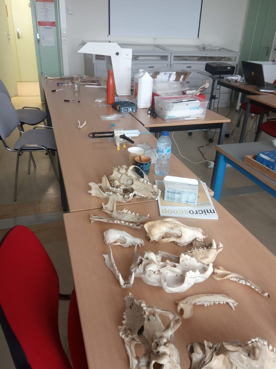 2ème jour de la formation 'Biologie virtuelle 3D' @palevoprim Ce matin : une deuxième session de préparation des moulages pour l'analyse des micro-usures dentaires @UnivPoitiers @DR08_CNRS @CNRSecologie