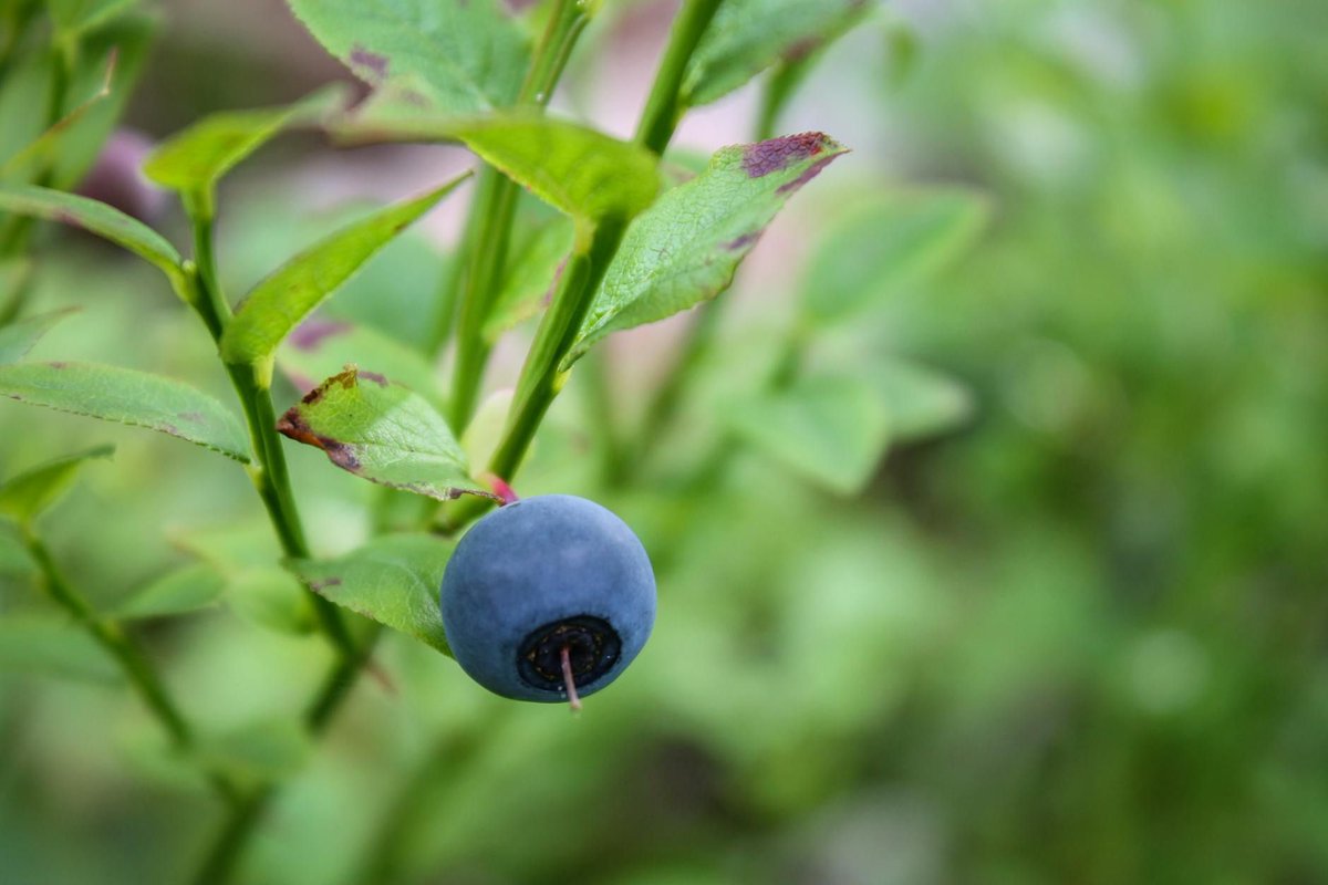 New Post: Dartmoor whortleberries: a unique taste of the moorland buff.ly/3TKad4s