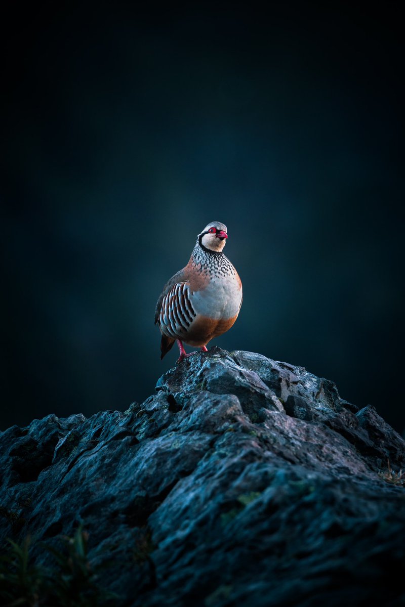 Gm photography lovers and collectors