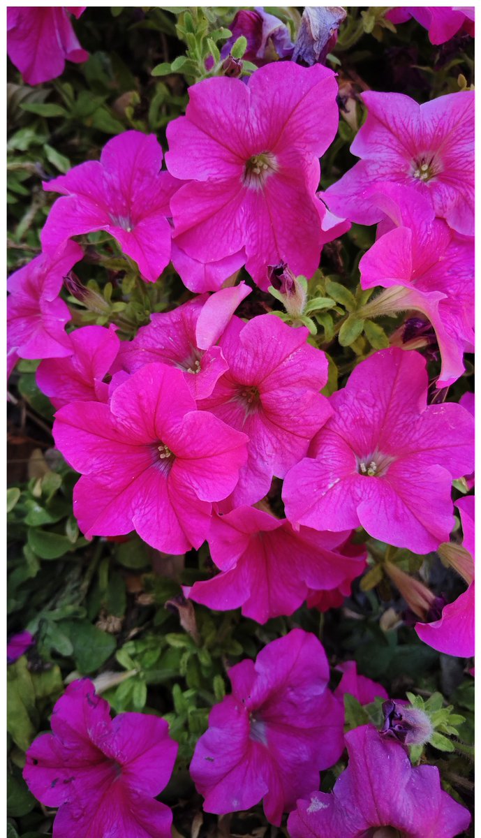 KaroulSahil's tweet image. Choose one
1 &amp;amp; 4
2 &amp;amp; 3
Oneplus vs Vivo
#OneplusAce3V #VivoV30