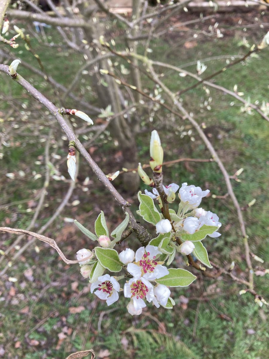 As a child my piano teacher gave me a piece called “The Pear tree is in blossom now”. I didn’t appreciate it back then, but I do now #pear #blossom #springtime #smallholding #wellness #joy