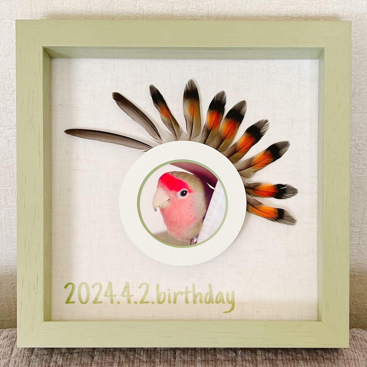 ponzu_ink's tweet photo. 昨日はぽんずの誕生日だったので鳥の羽根専用の額縁を飾ってみました🪶✨
片側だけにしてみたらネイティブアメリカンぽくて素敵〜😘
周りが少し寂しいのでまた装飾付け足します🤲
この額縁オシャレなので鳥飼いさんにはとってもオススメ🦜💖 https://t.co/TRg8ycFWEP
