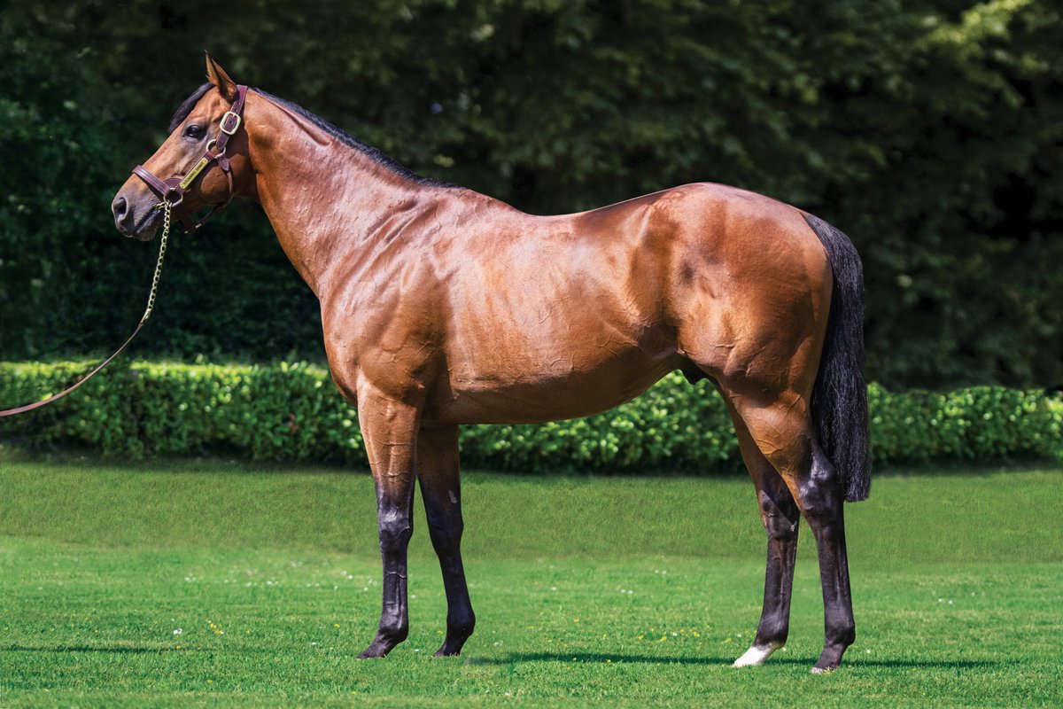 💥 A first winner for @HarasBeaumont's STUNNING SPIRIT (pic Elise Fossard) 💥 🥇 PASTISSE wins the Prix de la Côte Bleue at Salon-de-Provence for owner/breeder Gousserie Racing and trainer Patrice Cottier. 📰 Full pedigree review in tonight's EBN #ReadAllAboutIt