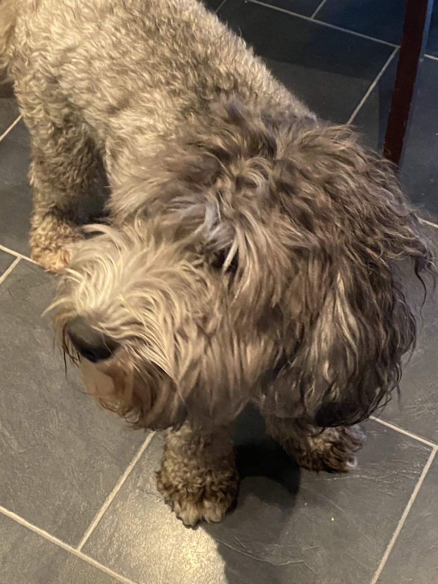 Humphrey and Stanley wish it to be known they are not impressed with the Scottish weather and having to go for walkies in the rain 😂