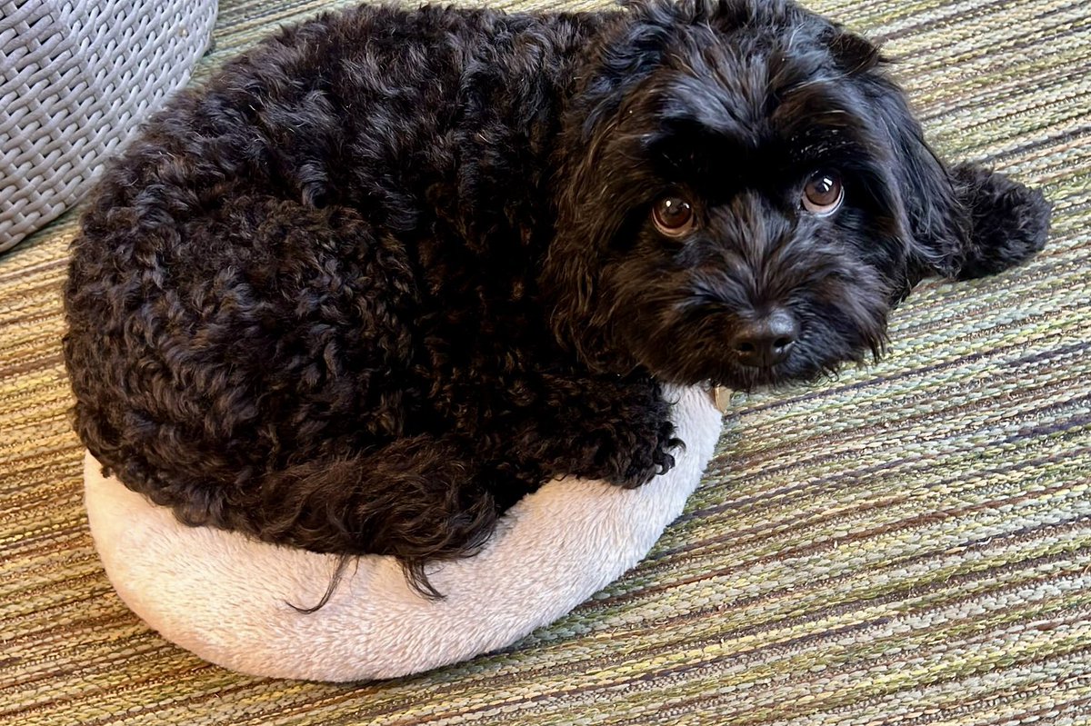 Be honest now, does this bed make my bum look big? #TinyDog #DogsOnX #DogsOfTwitter #TwinsiesOnTwitter