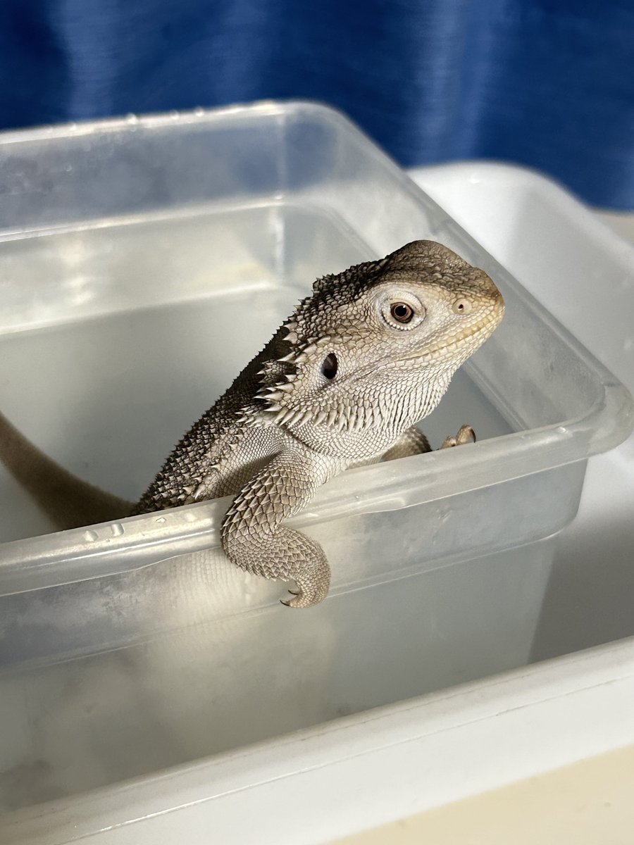 AsahiPython's tweet image. 貫禄出てきたな笑
#フトアゴ　#爬虫類沼　#repties