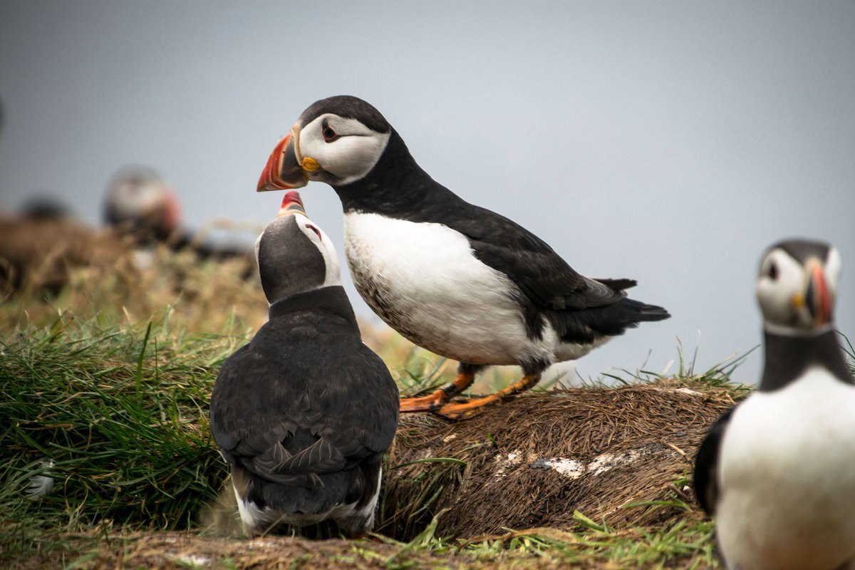 🌊 New in SEABIRD 36 (Early Release)🌊 Richard Luxmoore and colleagues: 'Population surveys of burrow-nesting #seabirds on the St Kilda archipelago: results and insights from the 2019 #SeabirdsCount census' #SeabirdJournal 📷Danni Thompson