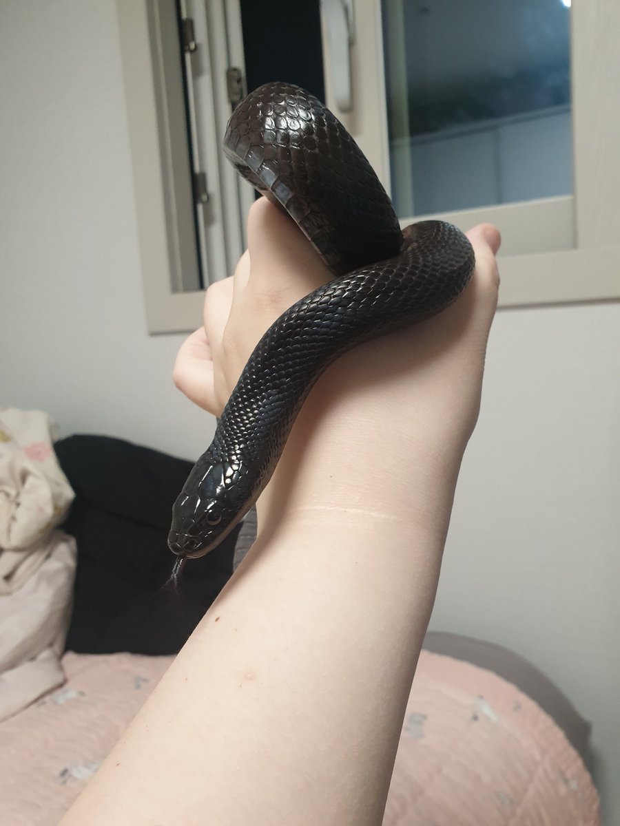 토욜에 데려온 아이

비토!