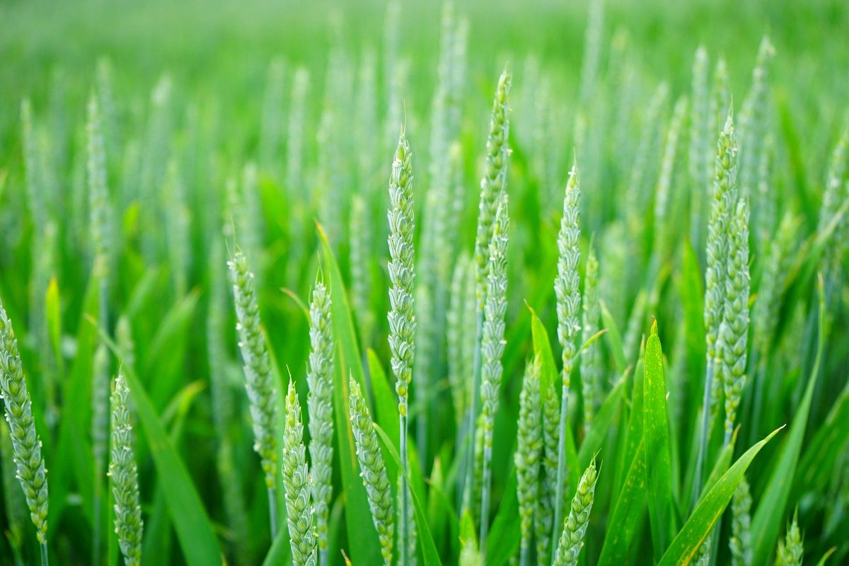 Crop quality and yield challenges? We're tackling them head-on at EcoStim. Our
diverse range of biostimulant products are designed to address the specific
needs of different crops, promoting healthier growth and resilience. Let's work
together towards a more sustainable future.