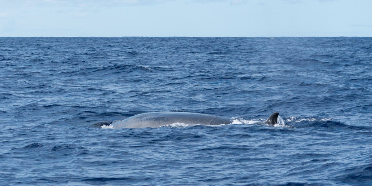Deep dive...into Sei whales

The third largest whale species after blue whales and fin whales, sei whales are usually observed alone or in small groups.

Find out more about this baleen whale in our latest #WikiWhale article:

bit.ly/49h1ywl