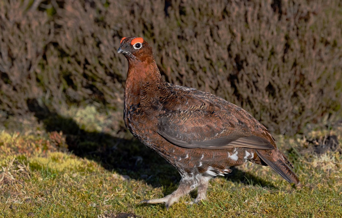 A very territorial Red Grouse in the Yorkshire Dales. He even chased any cars off that dared to park nearby 😊