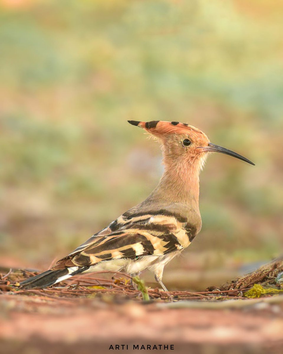 Eurasian Hoopoe #indiaves #ThePhotoHour #BBCWildlifePOTD #natgeoindia #birdwatching #nikon #birds #birdphotography #nature #wildlifephotography #photooftheday