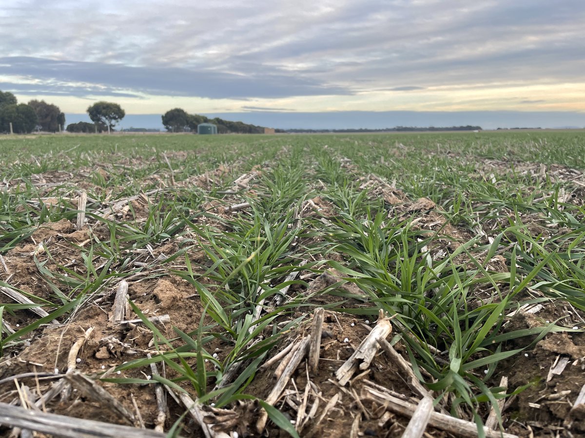 Exciting New Project! SFS is proud to announce the beginning of a @GRDCSouth project Improving Nitrogen Use Efficiency in the HRZ. This project idea came from growers discussions at the GRDC NGN Forum, Tatyoon. Find out more sfs.org.au/article/new-ni… @gduff_sfs