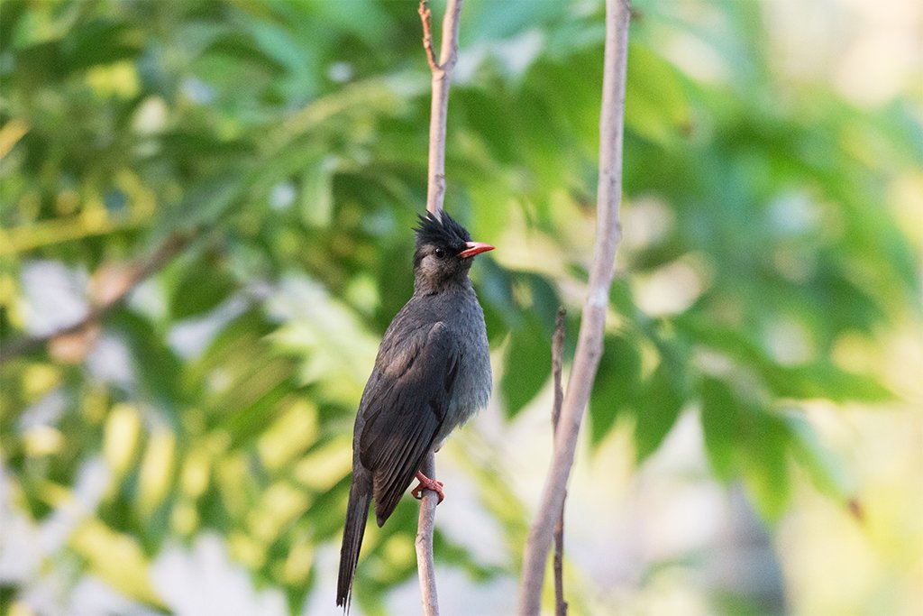 Himalayan Black Bulbul (Hypsipetes leucocephalus) in #Tura #WestGaroHills #Meghalaya #India @mybirdcards @NikonEurope @UKNikon #APPicoftheWeek #BirdsofTwitter #BirdsSeenIn2023 #createyourlight #EarthCapture #fsprintmonday #IndiAves #NatGeoIndia #NikonCreators #ThePhotoHour