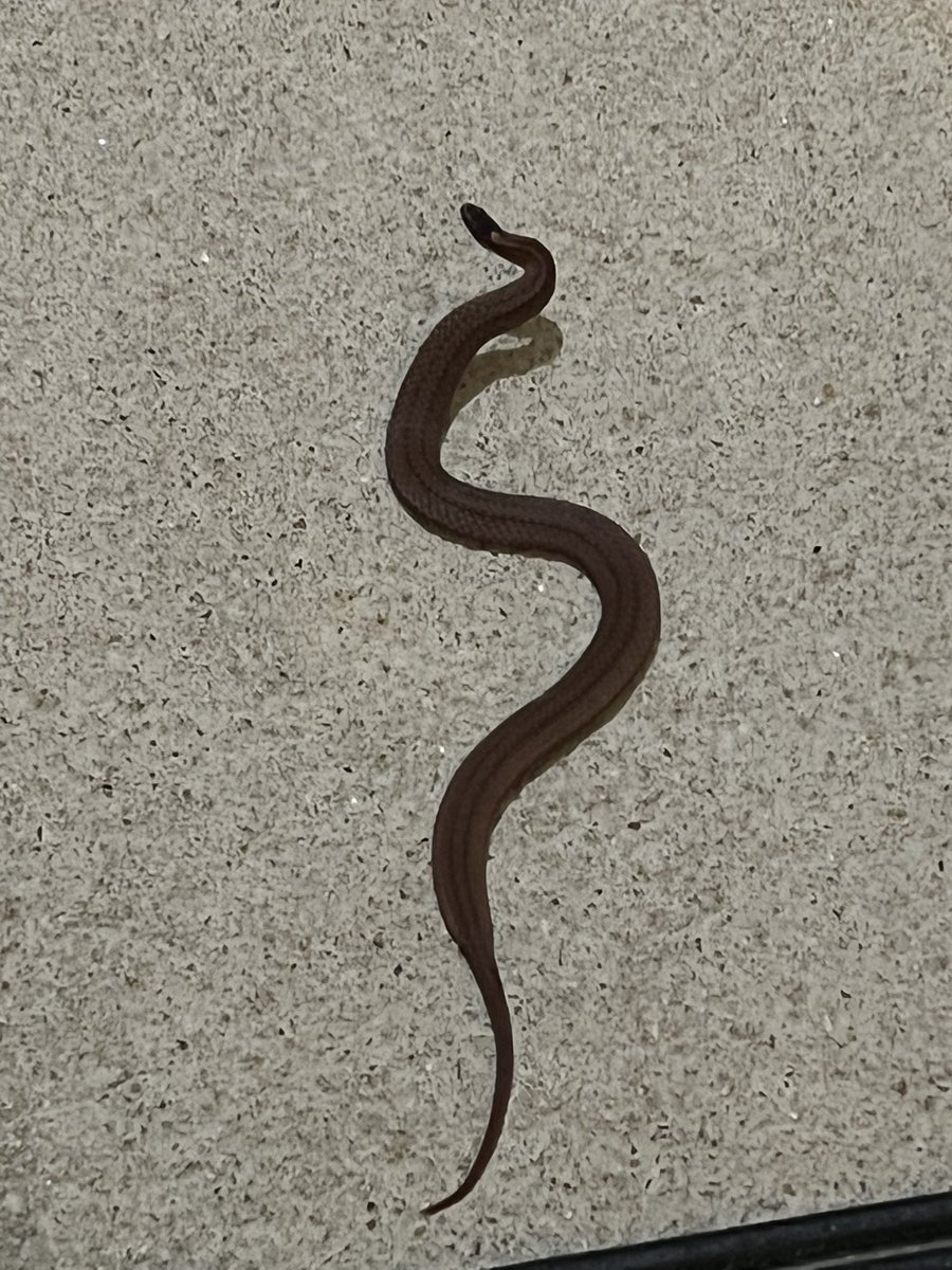 What type of snake is this has a red belly ???
