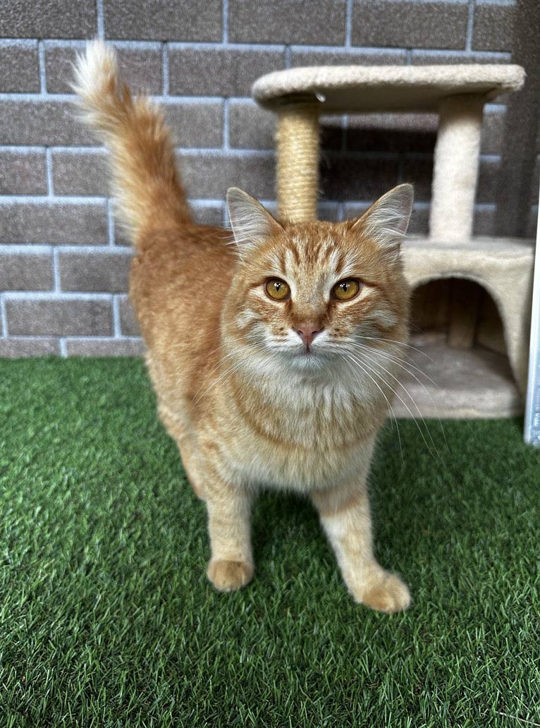 zverikivdar's tweet image. #Москва #Домодедово
☀ Ласковый, молодой, красивый рыжий кот Тоша в добрые руки! ☀
Отдам ласкового, молодого кота по кличке Тоша в возрасте 1 года, кастрирован, привит, проглистован, приучен к лотку.
Любит ласку, игривый и ручной, самостоятельный и очень красивый! ❤