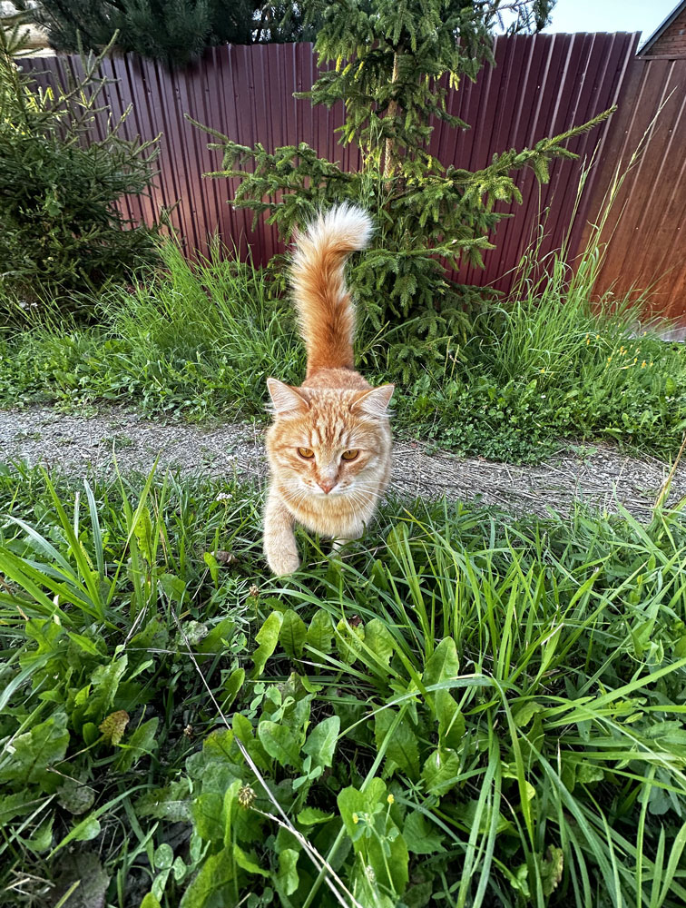 zverikivdar's tweet image. #Москва #Домодедово
☀ Ласковый, молодой, красивый рыжий кот Тоша в добрые руки! ☀
Отдам ласкового, молодого кота по кличке Тоша в возрасте 1 года, кастрирован, привит, проглистован, приучен к лотку.
Любит ласку, игривый и ручной, самостоятельный и очень красивый! ❤