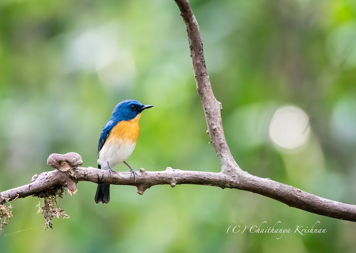 Tickell's blue flycatcher Thattekad, Kerala #IndiAves @IndiAves #birds #flycatcher #indianbirds #ThePhotoHour #Kerala #keralabirds #India