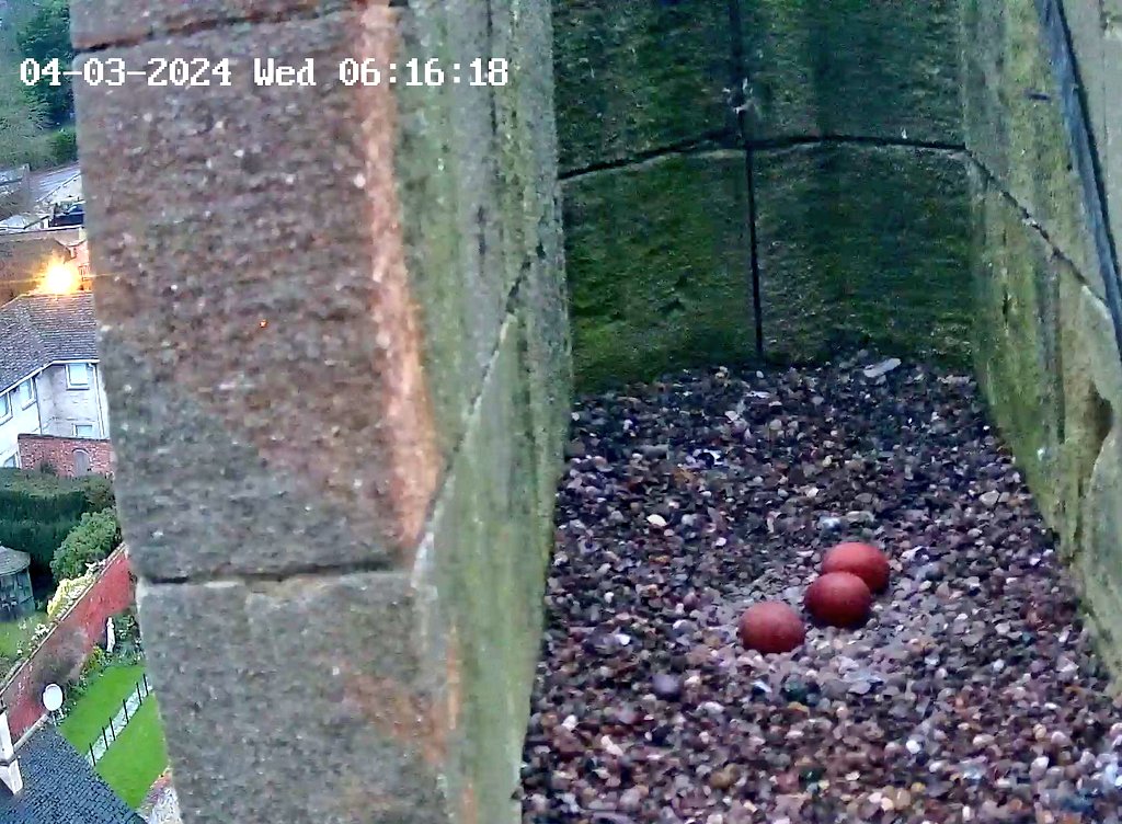 After a very soggy night for the falcon, the @SaintsOnline Egg #3 was laid in the early hours of this morning, first visible at 04.25 and a better look at around 06.15.
