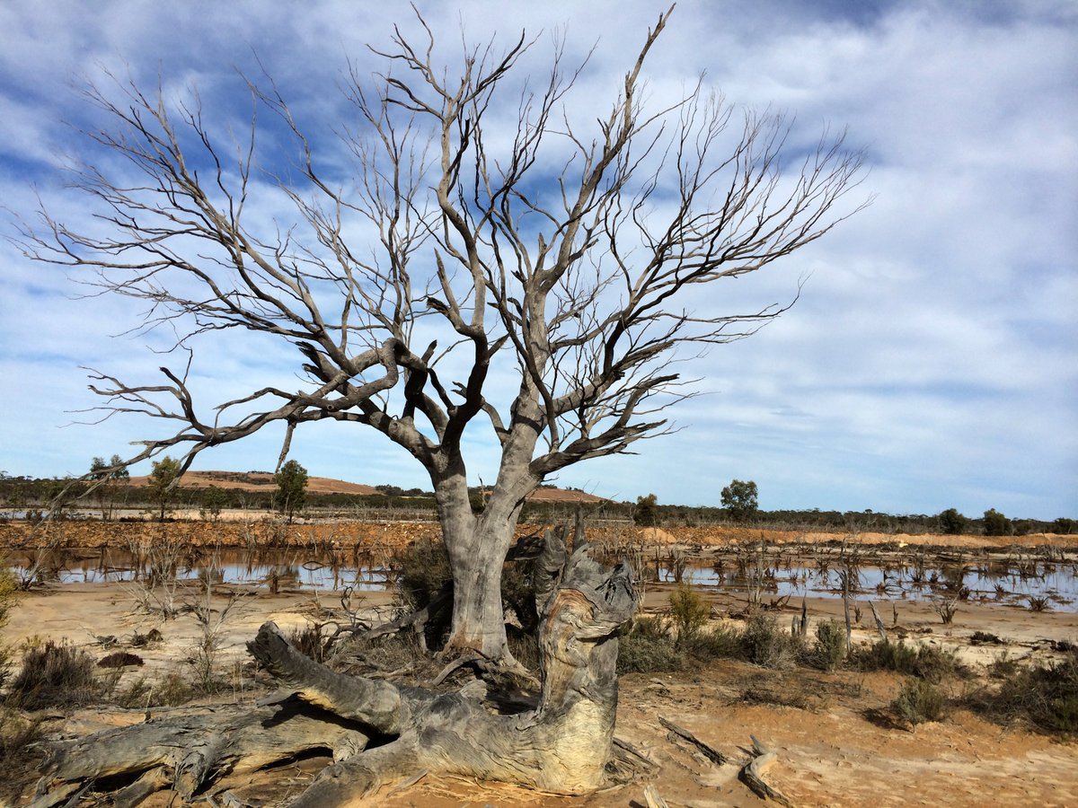 We are excited to announce the re-launch of The W.E. Wood Award to recognise outstanding #research in understanding and or management of #salinity in the West Australian landscape. Submission closes 31st May 2024. Nominate now: uwaceep.org/wood-award