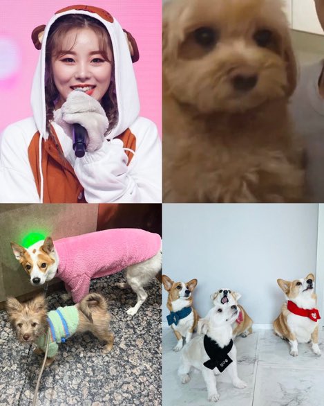 mamamoo beating the 'kpop idols have ugly dogs' allegations