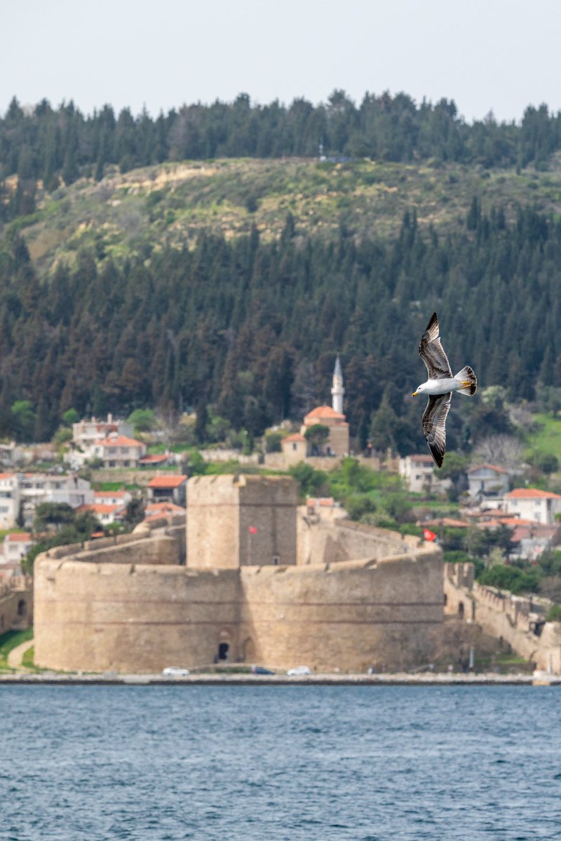 Çanakkale Boğazının Kilidi ve özgürlüğün em temel temsilcisi olan martı aynı karede…